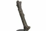 Hadrosaur (Hypacrosaur) Femur with Metal Stand - Montana #227775-2